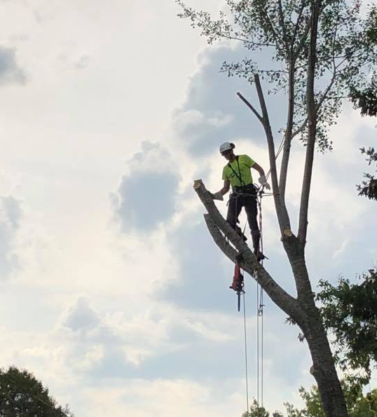 Tree Service Example
