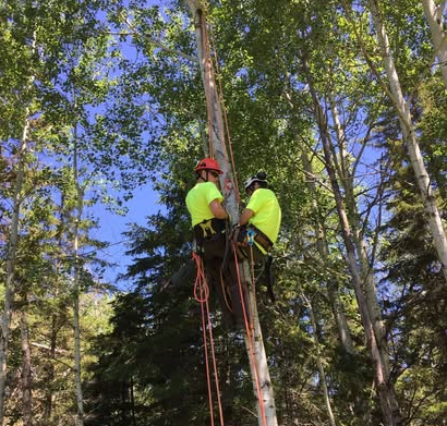 Tree Service Example