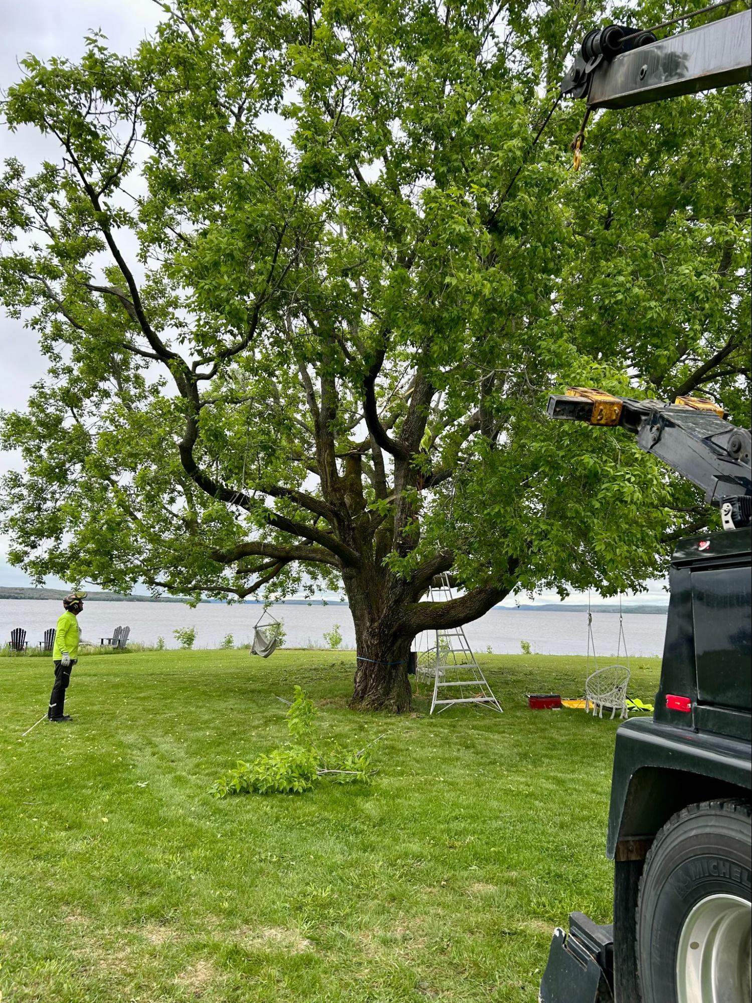 Lynx Tree Care — image14