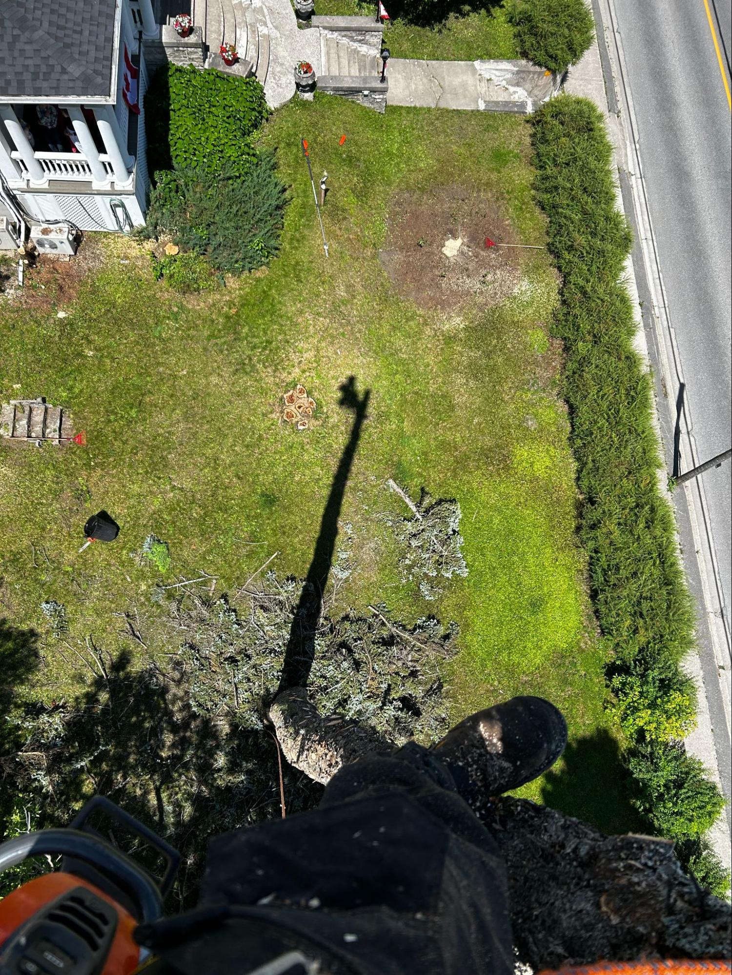 Lynx Tree Care — image22