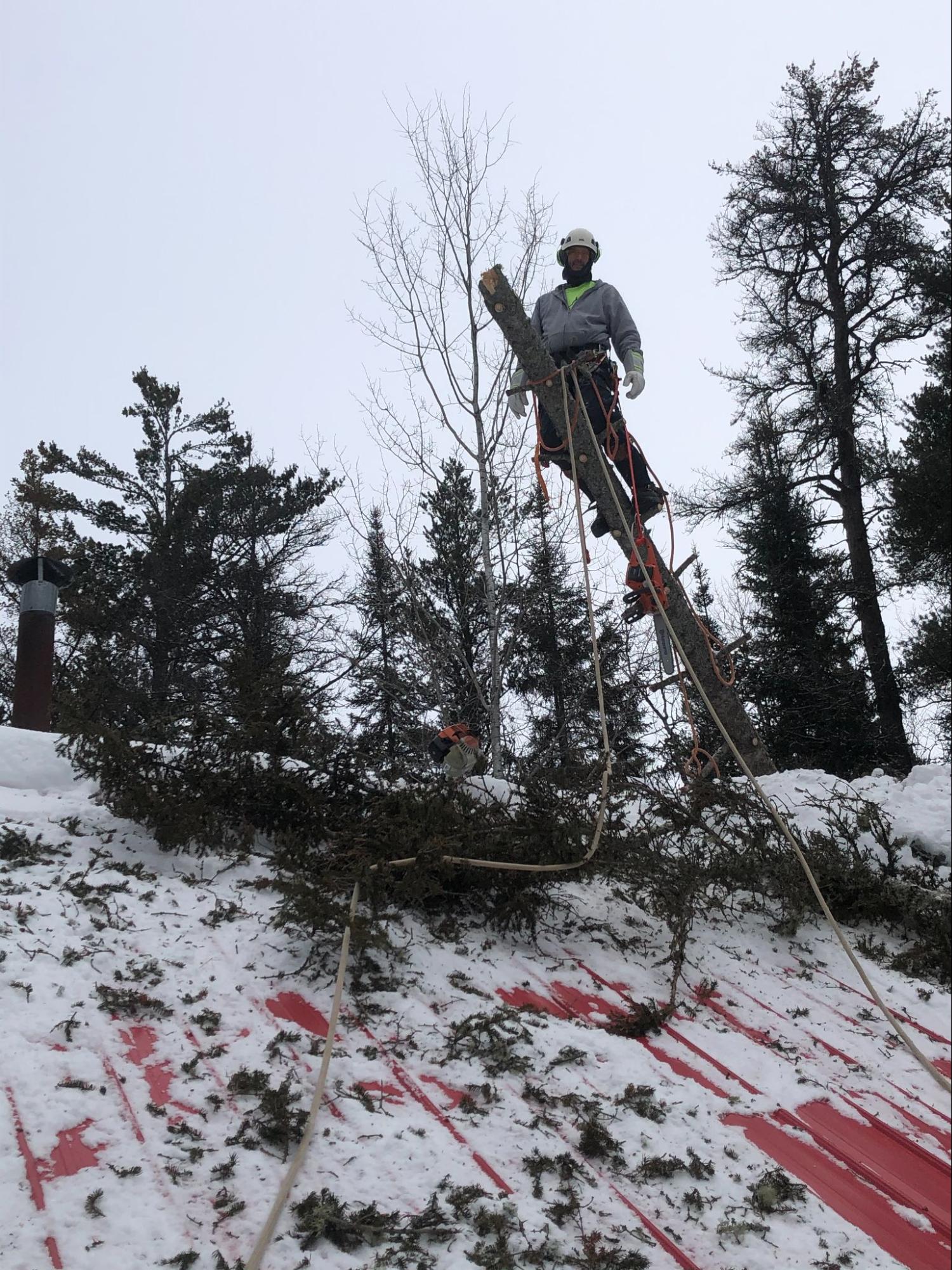 Lynx Tree Care — image34